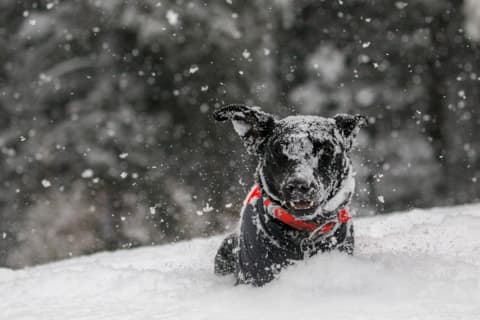 Pes v snehu